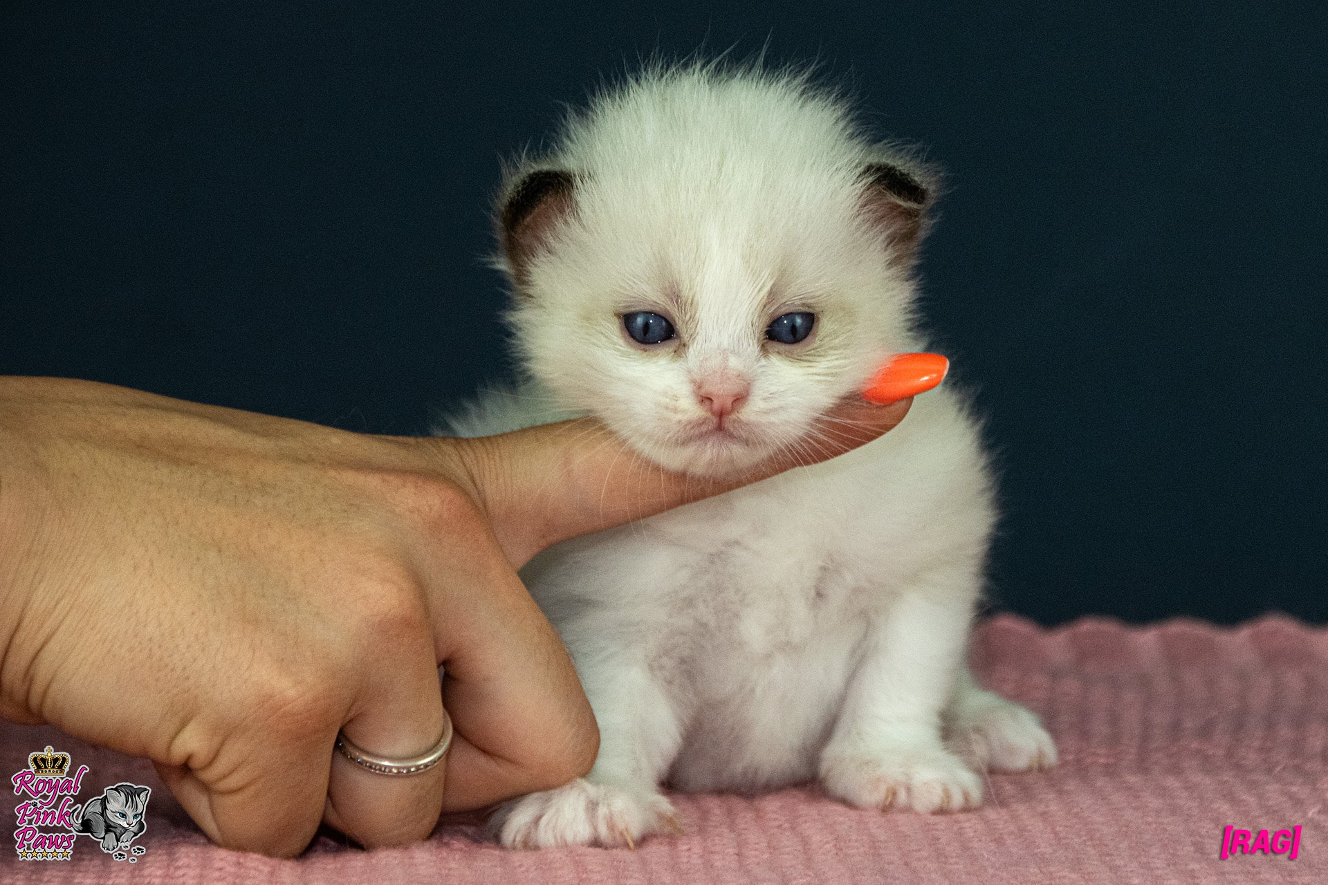 Ragdoll Kitten - Ricardo Royal Pink Paws