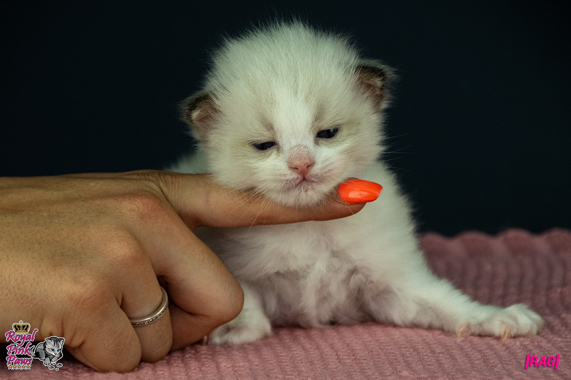 Ragdoll Kitten - Romina Royal Pink Paws