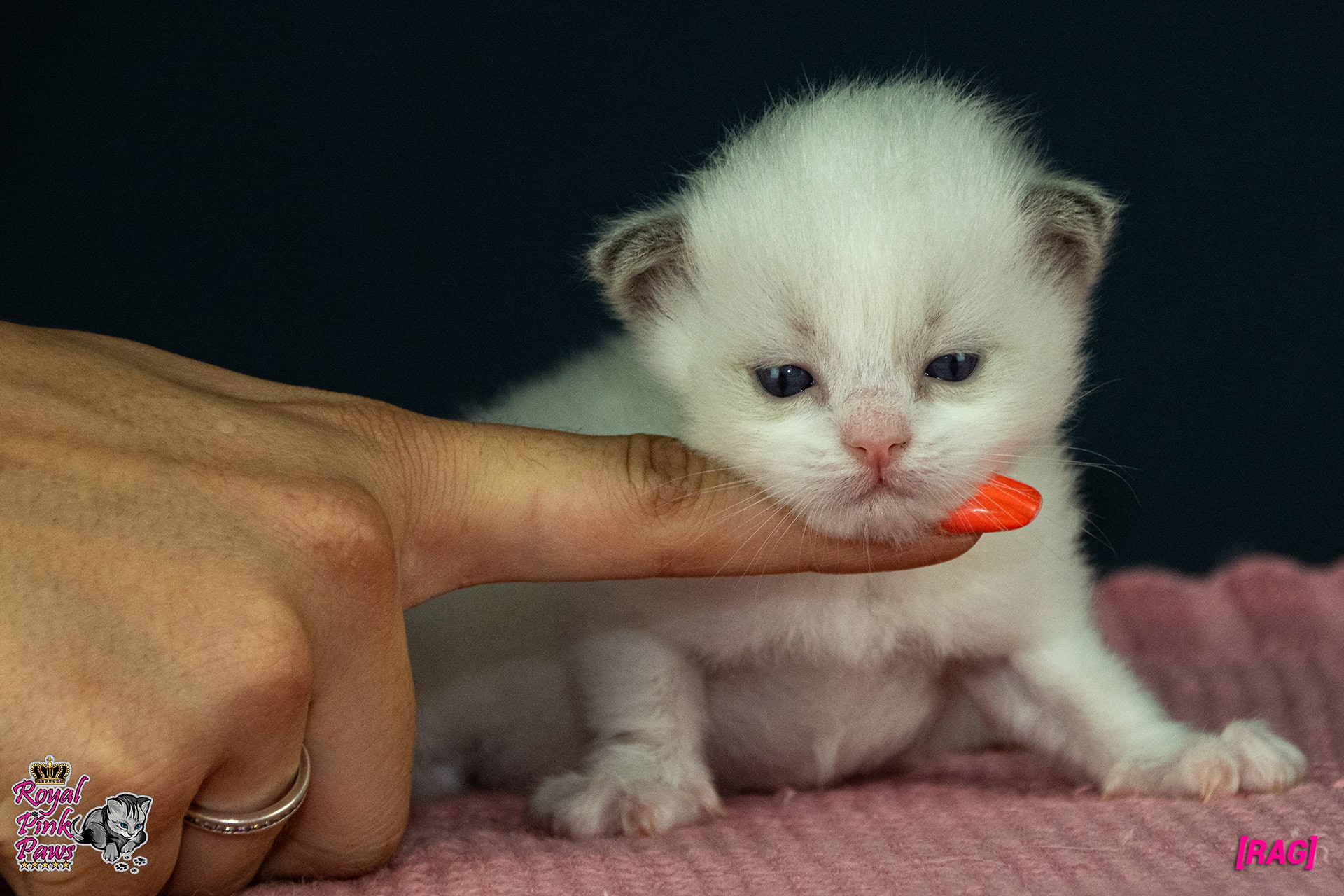 Ragdoll Kitten - Ronny Royal Pink Paws