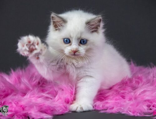 Neue Ragdoll Kittenbilder vom R-Wurf online