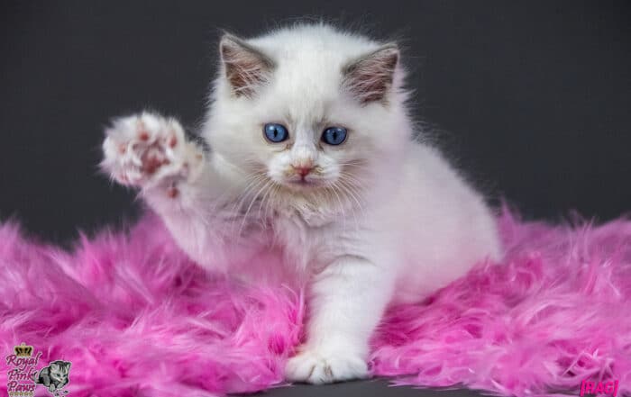 Ragdoll Kitten - Rebecca Royal Pink Paws