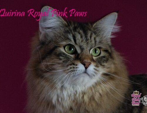 JCH KCH Quirina Royal Pink Paws