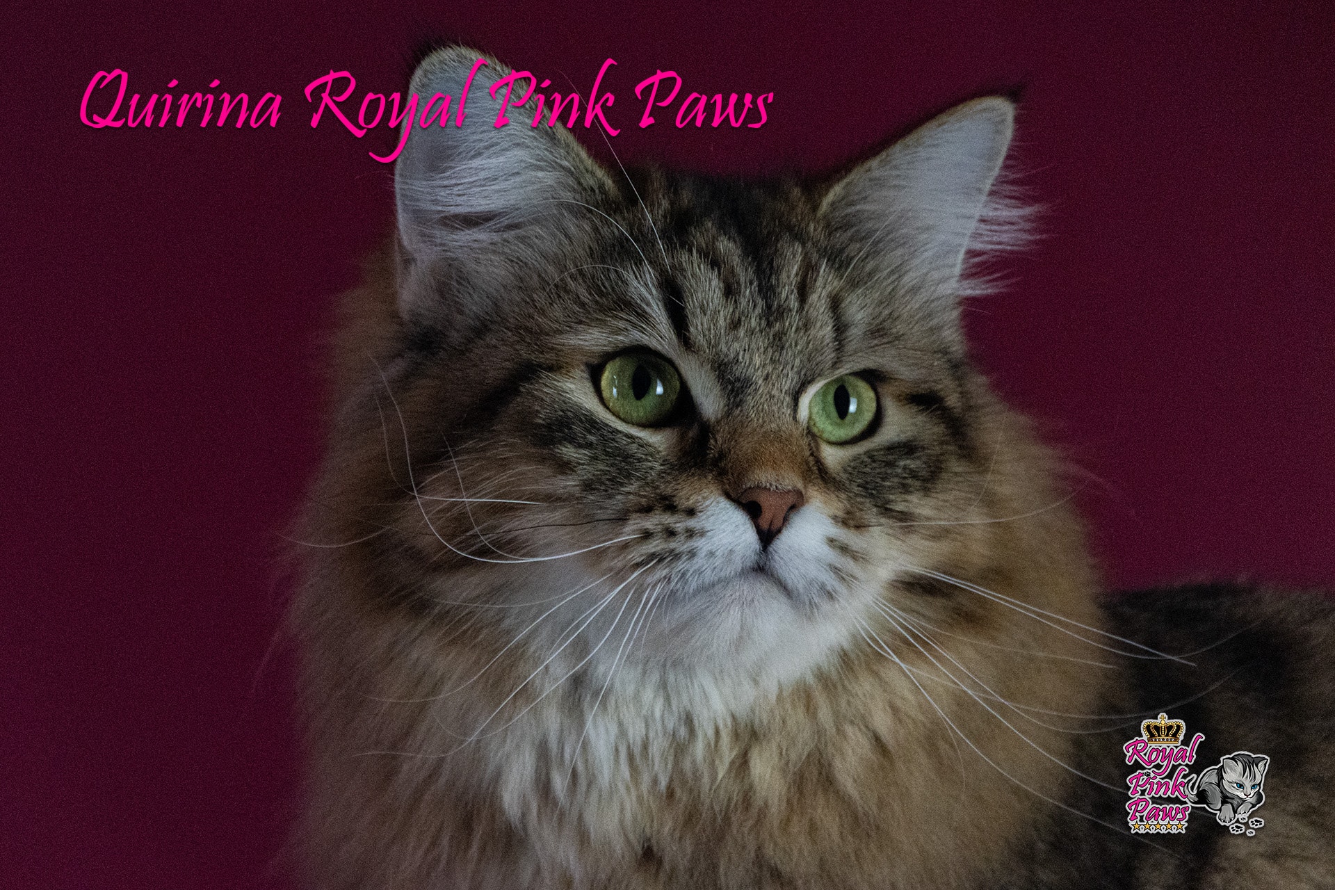 Quirina Royal Pink Paws