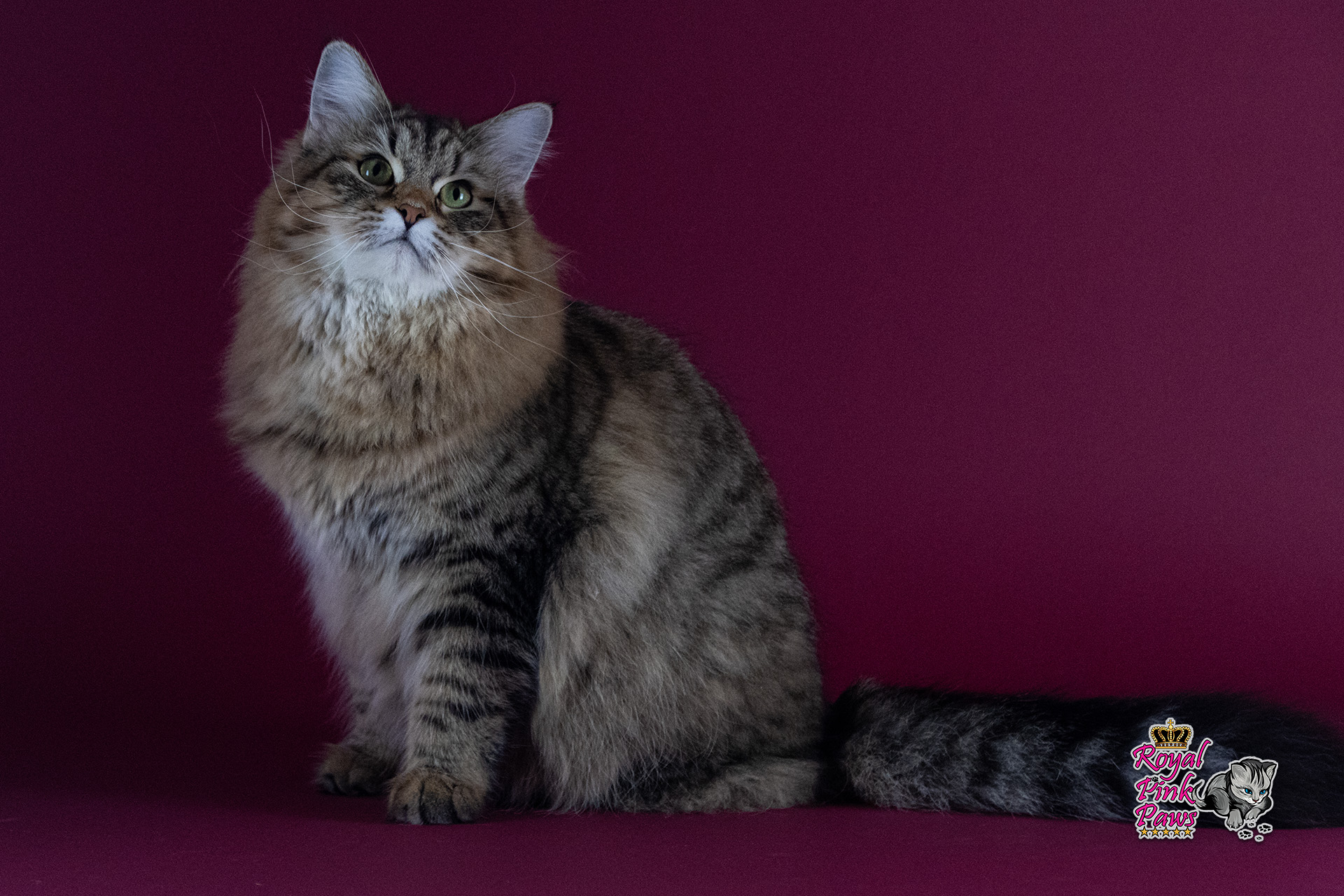 Quirina Royal Pink Paws Quirina Royal Pink Paws