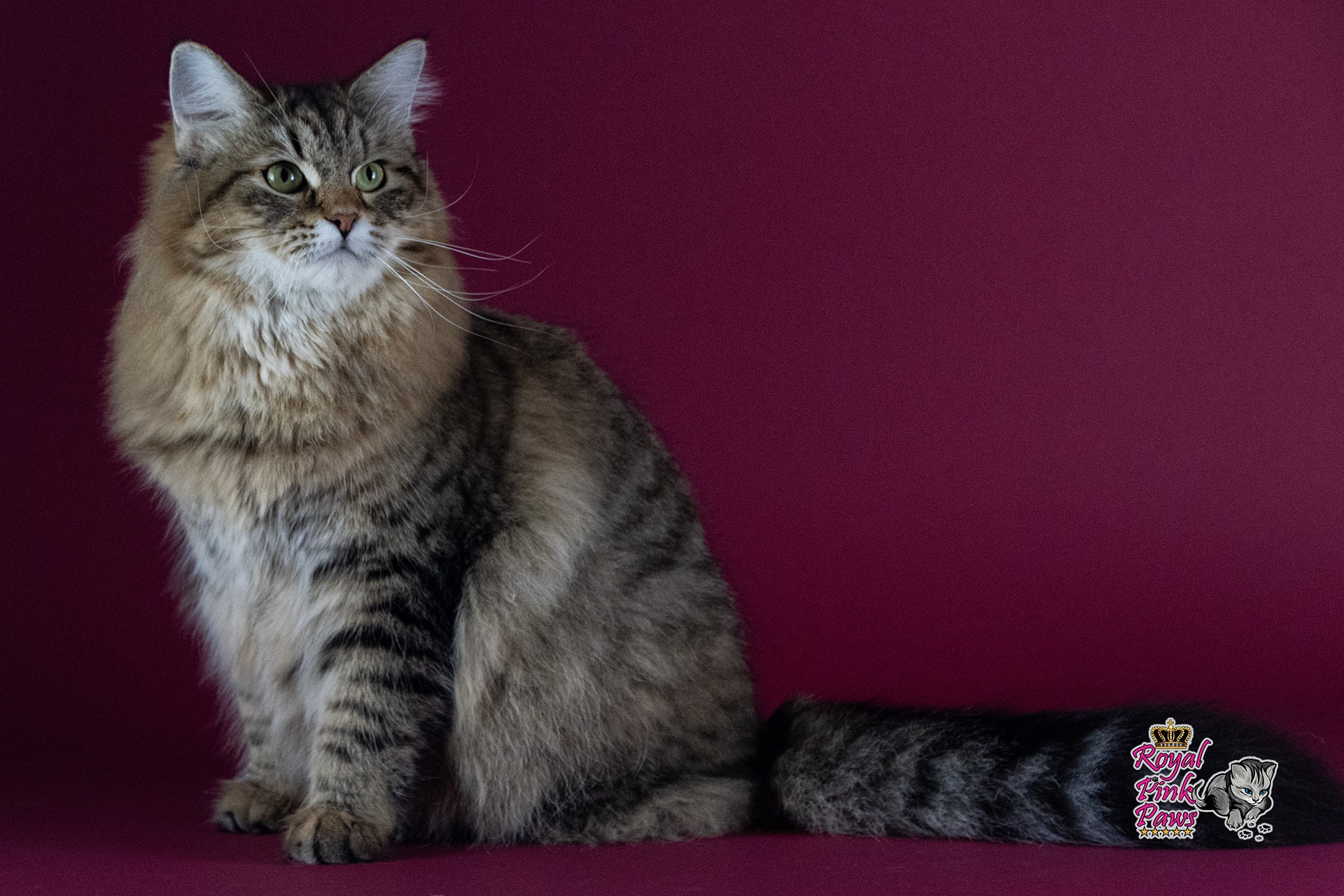 Quirina Royal Pink Paws Quirina Royal Pink Paws