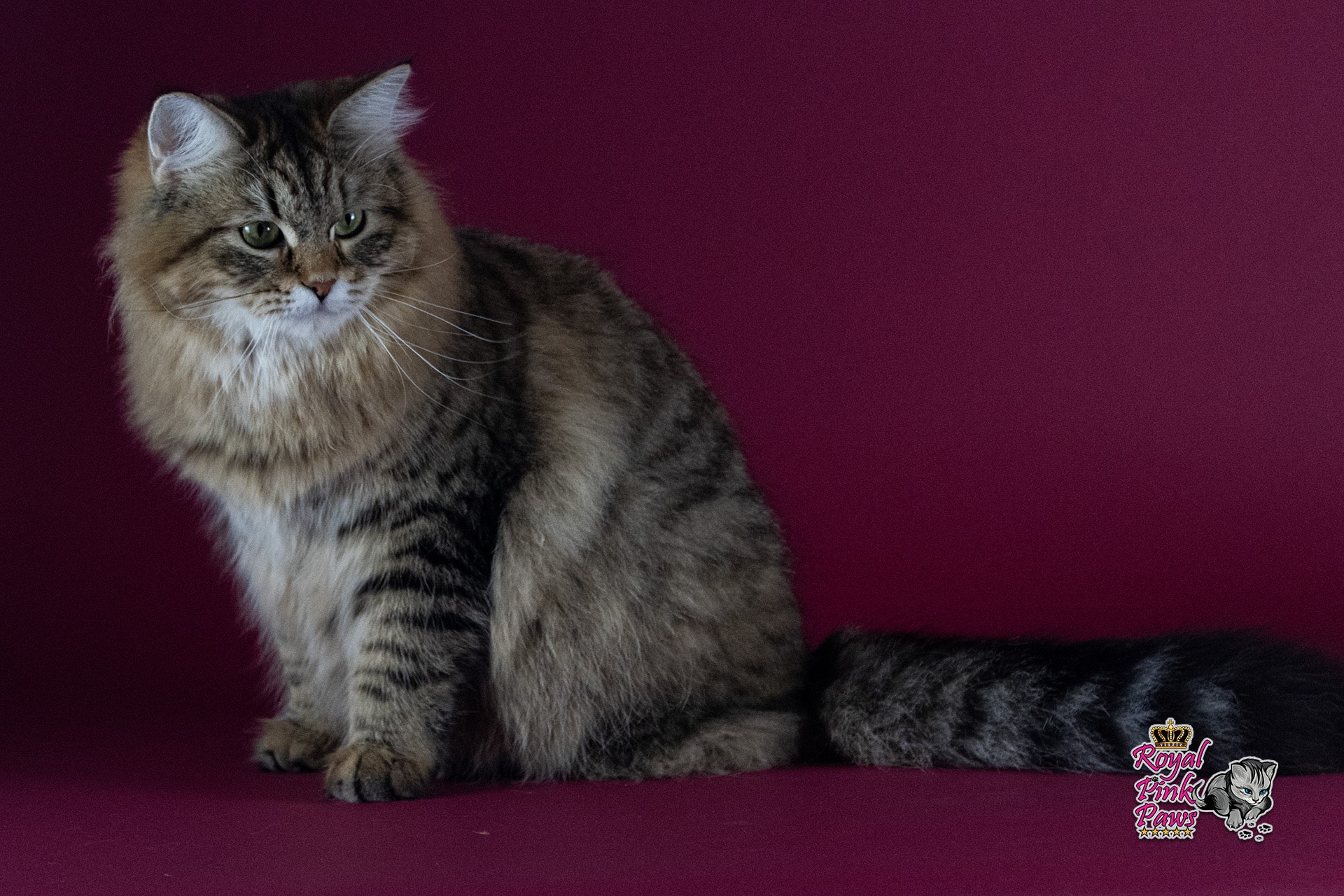 Quirina Royal Pink Paws Quirina Royal Pink Paws