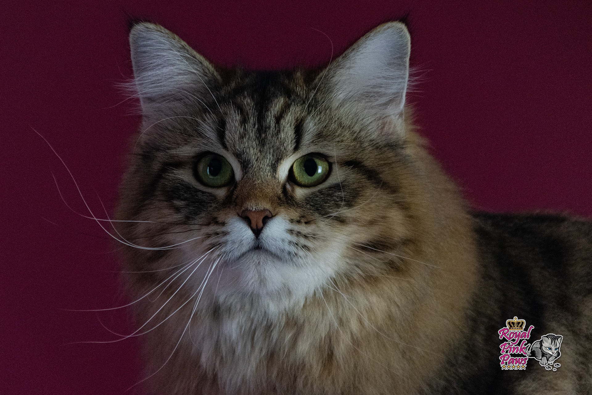 Quirina Royal Pink Paws Quirina Royal Pink Paws