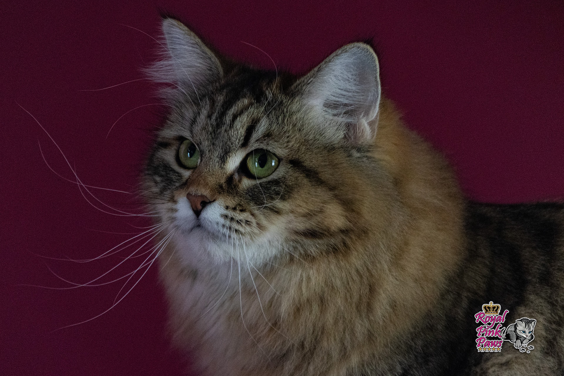 Quirina Royal Pink Paws Quirina Royal Pink Paws