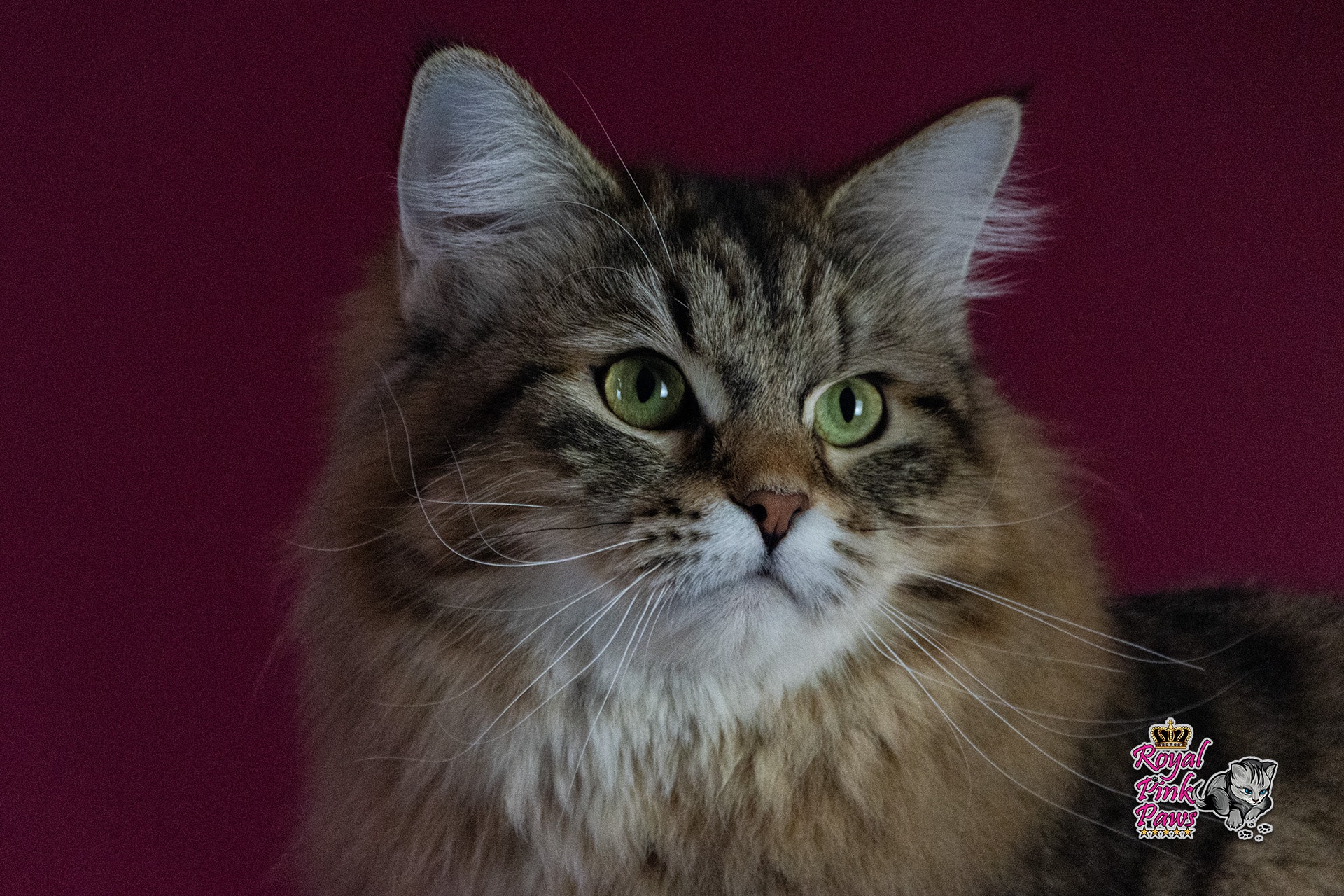 Quirina Royal Pink Paws Quirina Royal Pink Paws