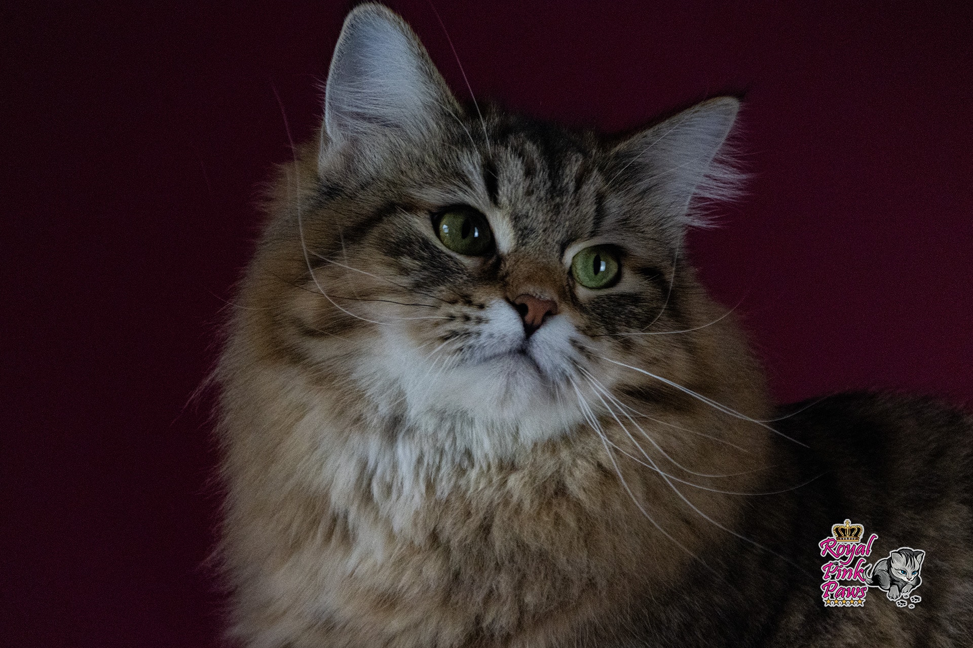 Quirina Royal Pink Paws Quirina Royal Pink Paws