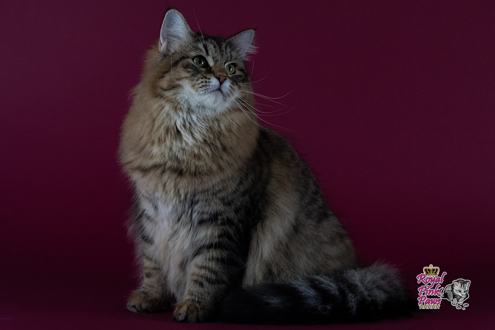 Quirina Royal Pink Paws Quirina Royal Pink Paws